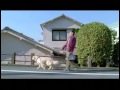 大日本住友製薬　CM「犬とウォーキング篇」 の動画、YouTube動画。