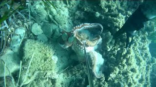#deniz #ahtapot #keşfet #kuşadası #hunter #octopus #タコ #sea #octopushunting #