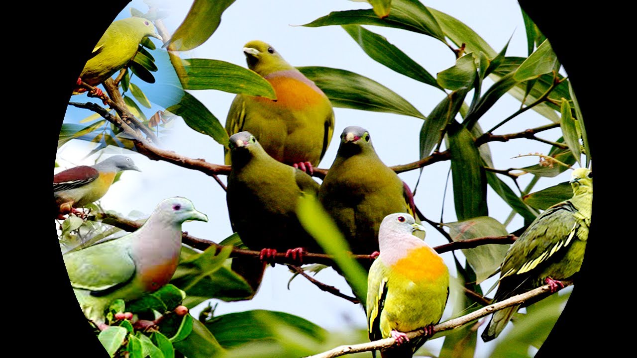 BERBURU PUNAI DAN TRUCUKAN//BERSAMA MAS NUI//TERBARU 2021