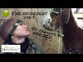 The Grossest Part Of Owning Horses... Sheath Cleaning! // Versatile Horsemanship
