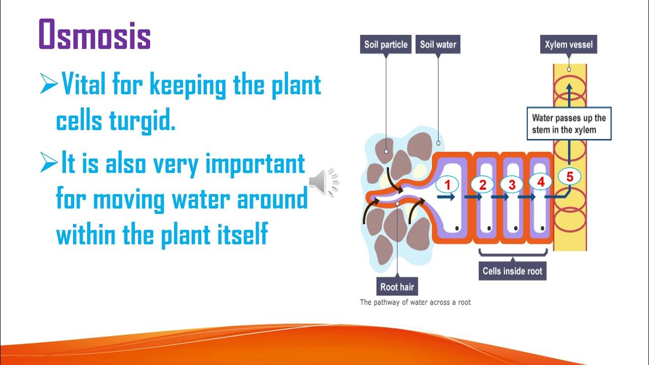 Grade 10 Biology Unit 3 Part Three Transport In Plants In Amharic 10 grade-10-biology-unit-3-part-three-transport-in-plants-in-amharic-10