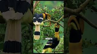 The Great Hornbill Bird | The wildest bird in the world #youtubevideos #trending by Learn With Facts 442 views 2 months ago 1 minute, 4 seconds