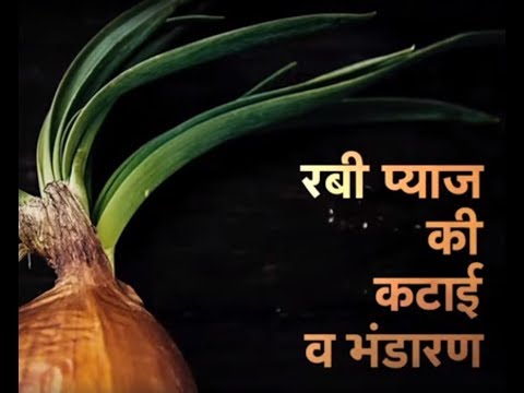 वीडियो: प्याज और लहसुन: कटाई और भंडारण