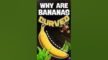 How Sunlight Makes Bananas Curvy!