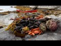 Coastal Foraging in Nova Scotia | Catch N&#39; Cook Island Camping