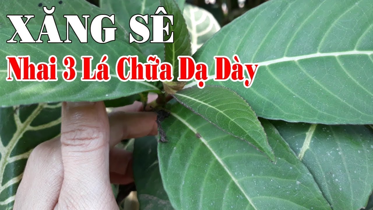 Cây Xăng Xê - Thần Kỳ Loại Cây Mọc Ven Đường Chỉ cần 3... - youtube