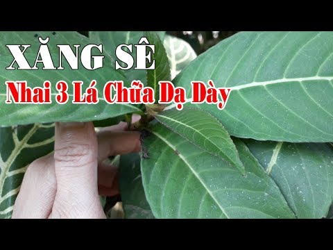 Video Cây Xăng Xê - Thần Kỳ Loại Cây Mọc Ven Đường Chỉ cần 3... - youtube