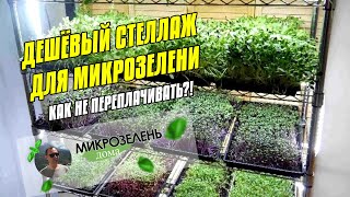 МИКРОЗЕЛЕНЬ ДОМА | СТЕЛЛАЖ ДЛЯ МИКРОЗЕЛЕНИ | МИКРОЗЕЛЕНЬ БИЗНЕС | МИКРОЗЕЛЕНЬ ВЫРАЩИВАНИЕ