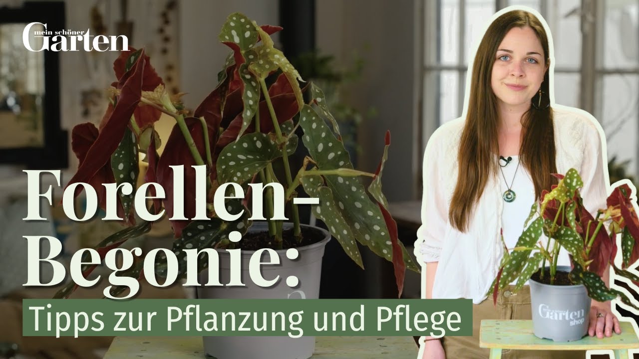 weide als zimmerpflanze Künstliche Weide - Pepe | 240 cm