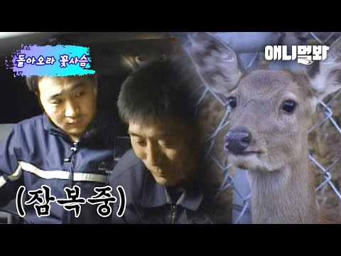홍수에 떠내려갈 뻔했던 꽃사슴을 살려줬더니..ㅣAfter Saving A <strong>Deer</strong> Who Almost Washed Away By Flood..