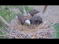 Kansas eagles 51324  footage from 5624 flopping fish cheyenne claims wichitas toe