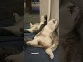 Good Night🐱💤 #cat #goodnight #sleep #funny