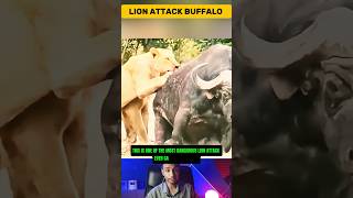 Lion Pride Brutally Attacks a Helpless Buffalo