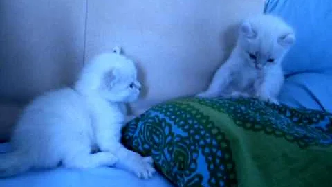 Watch the video about American Curl Longhair Kittens 1months