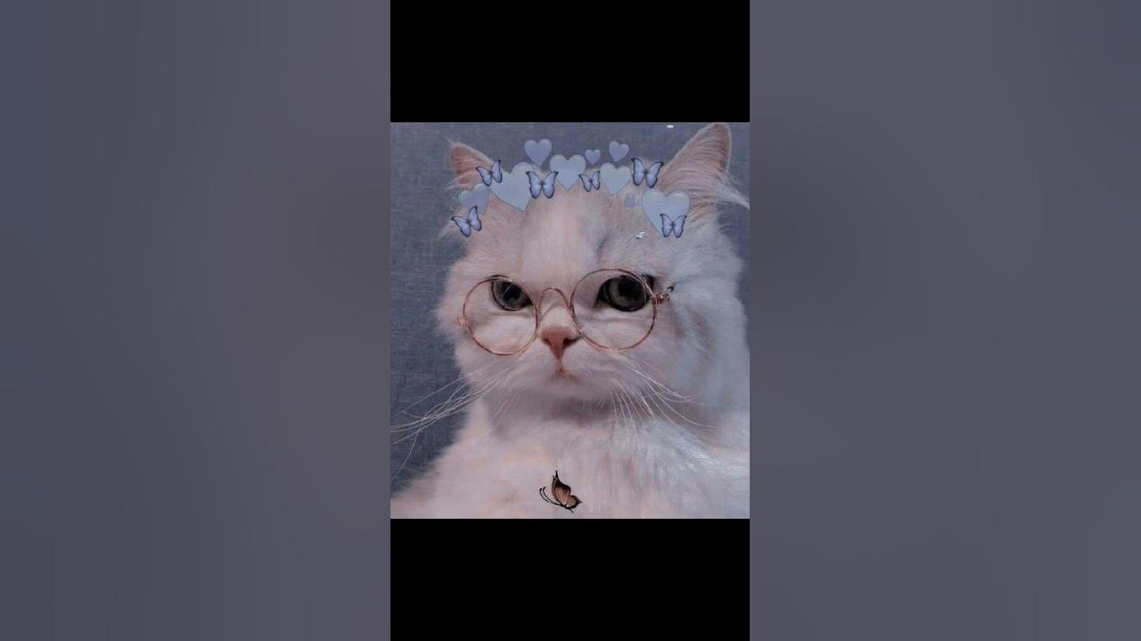 милые котики из Пинтерест - YouTube