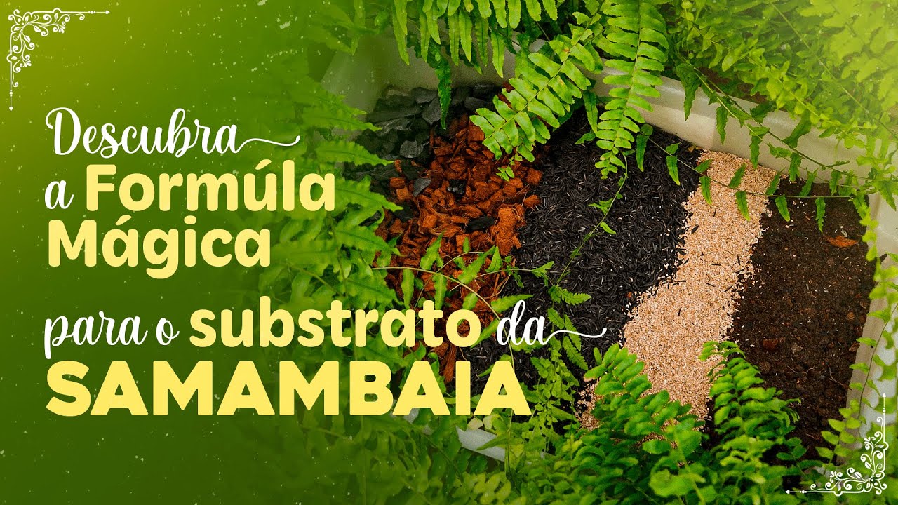 A FORMULA MÁGICA para o SUBSTRATO das SAMAMBAIS