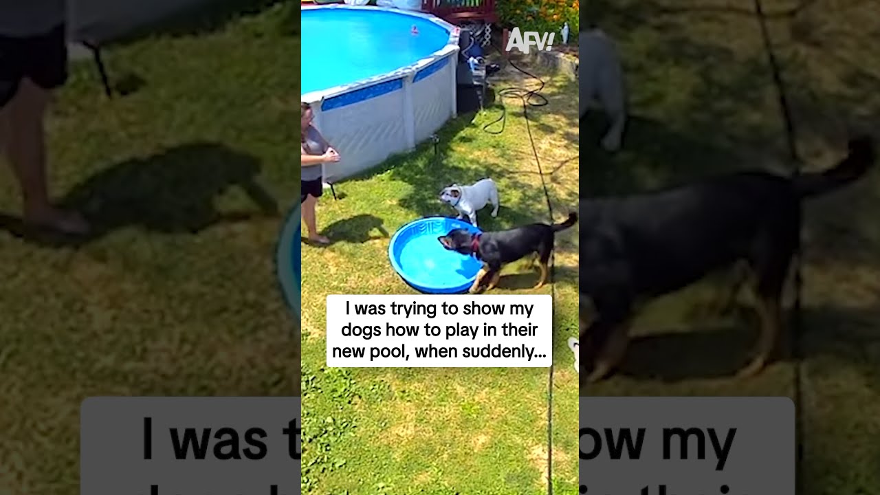 I Was Trying To Show My Dogs How Play In Their New Pool When Suddenly 