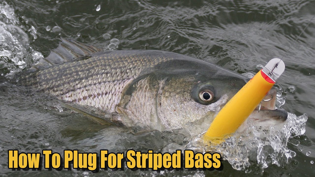How to Plug With A Gibbs Danny Surface Swimmer