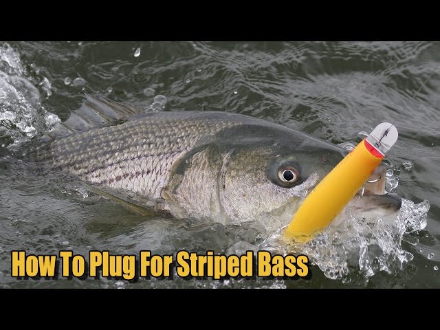 How to Plug With A Gibbs Danny Surface Swimmer 