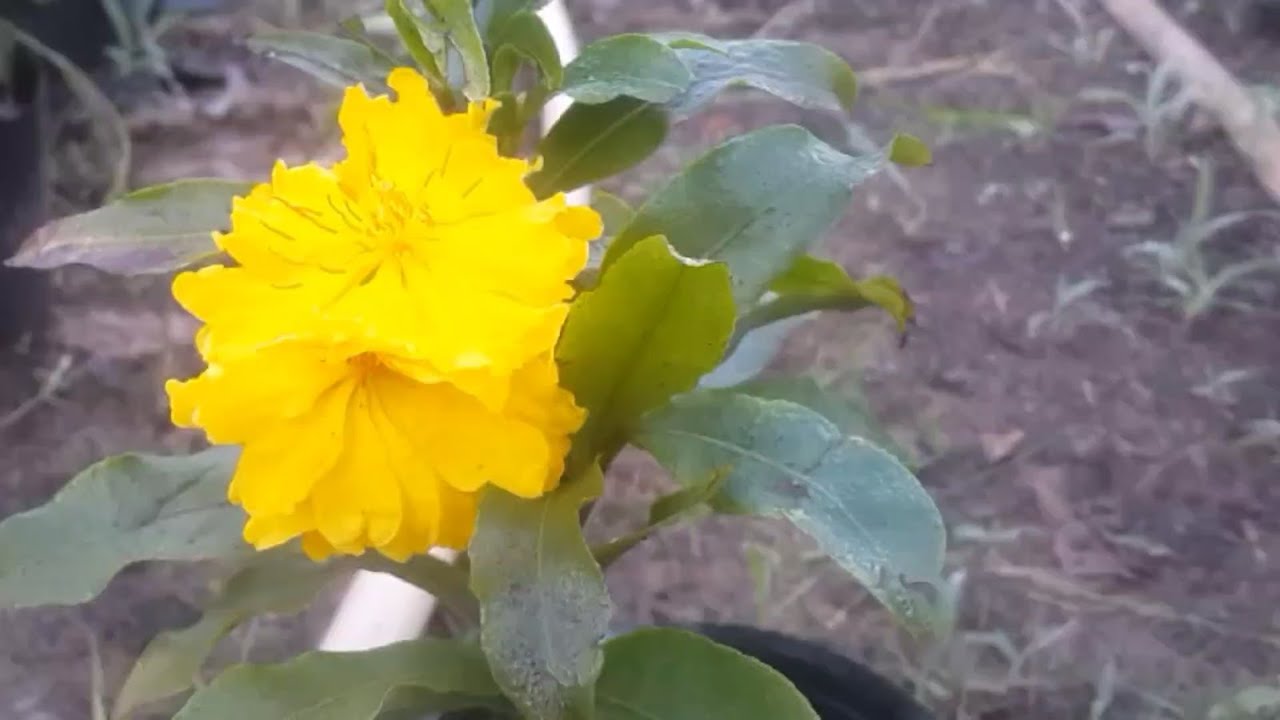 Hoa mai vàng Đại Lộc giữ chân người chơi | Nét Việt #99