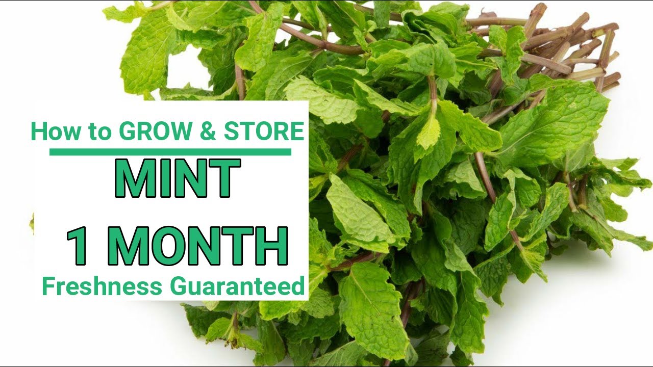 How To Grow & Store MINT leaves fresh for a month Easy way YouTube