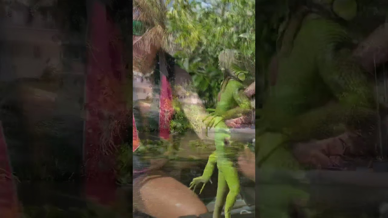 Removing an invasive iguana from the wild.  