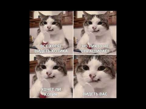 МУД ТРИ КОТА ДЕМОТИВАТОР 2 - YouTube