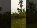 New#santali #shorts #video #song 2026