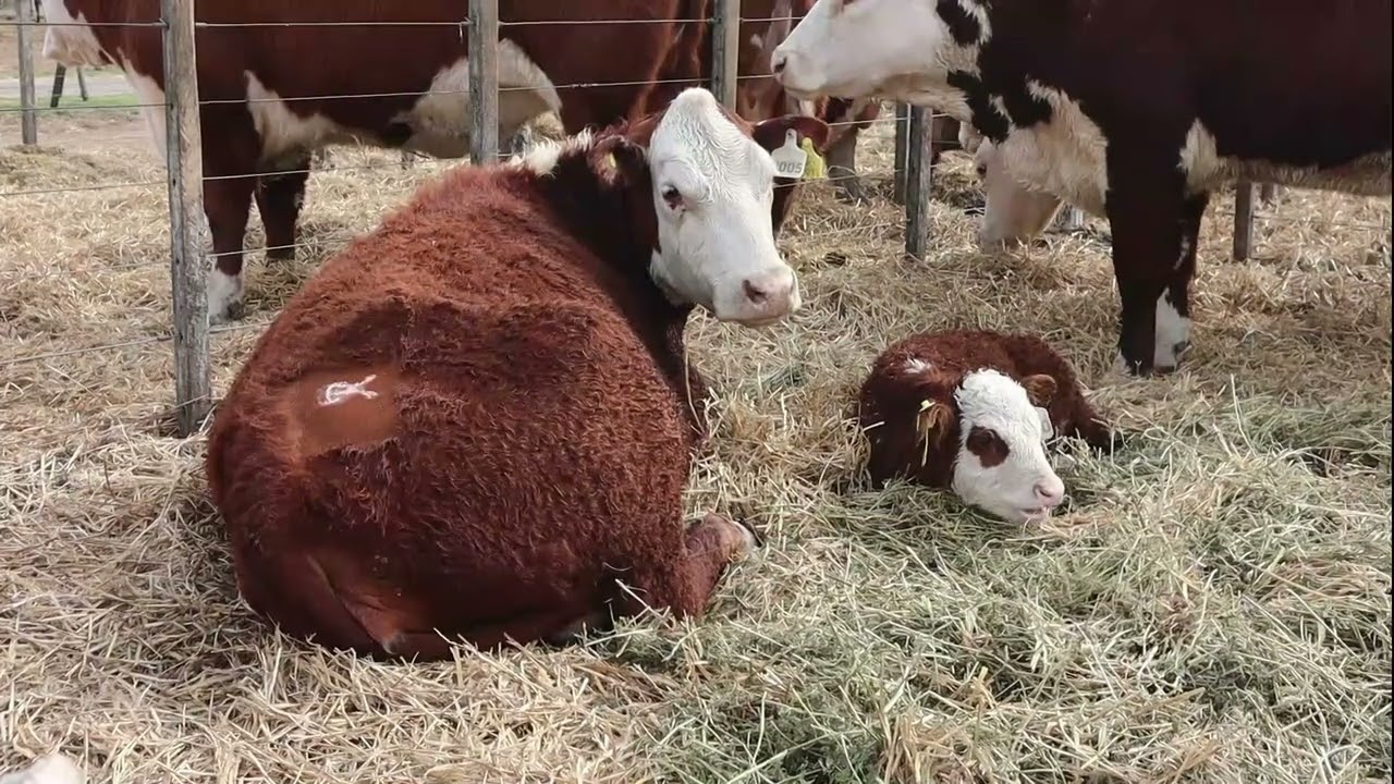 Análisis desde el Laboratorio 9 de Julio: Impacto del clima en la ganadería y su sanidad