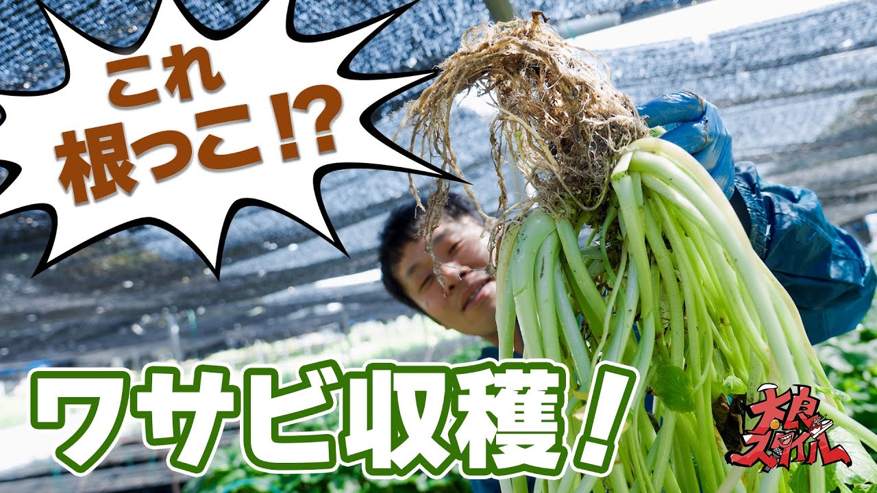【本わさび】すり方で旨さが爆発！九州最広のわさび畑が魅せる衝撃-佐賀県太良町