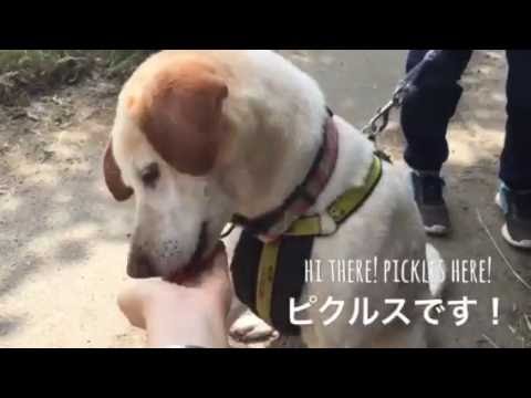ピクルス/Pickles - YouTube
