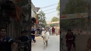 Bulls out of control 😱😱😱 #foryou #qurbanvlogs #funny #qurbani2026 #animals #petlover