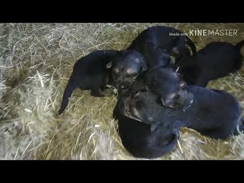 Video: Tõde Lemmikloomatoidu Ohutuse Kohta