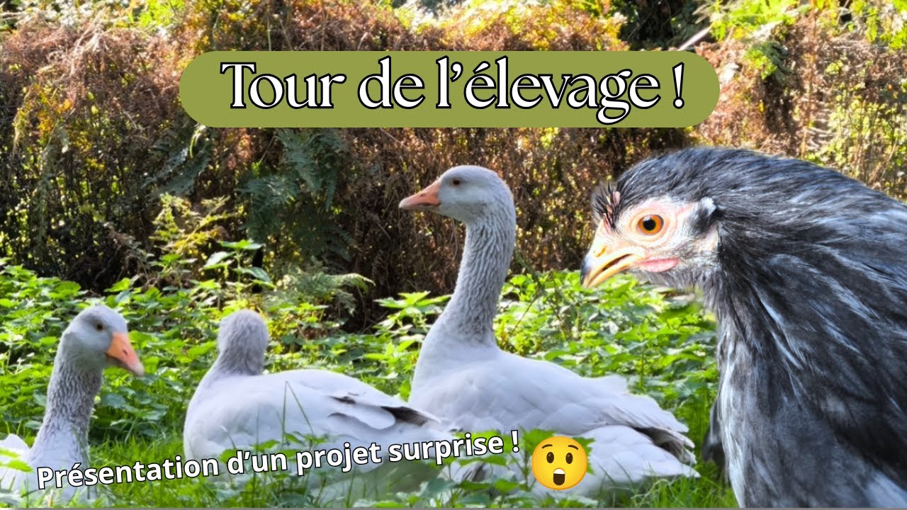 Nouvelle de l'élévage fin octobre 2025