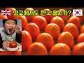 [ENG SUB] MUKBANG Soft persimmons  🇬🇧 영국에도 🇰🇷 한국 홍시가?