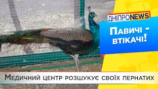 З дніпровського медцентру втекли екзотичні птахи