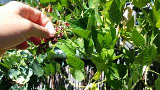 Another Delicious Reason To Grow Hopniss Apios