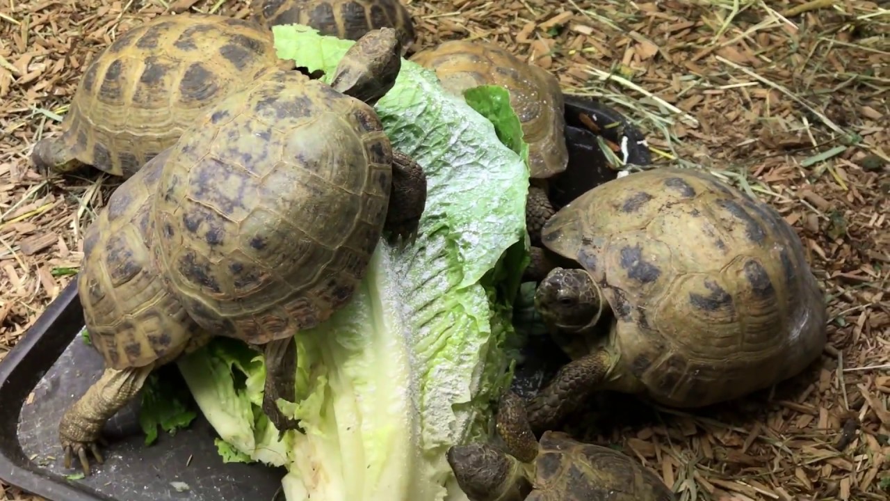 red foot tortoise diet sheet It's Russian tortoise dinner time!