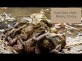 Toad males fight for a female - Toad mating | Wildlife in the Balkans