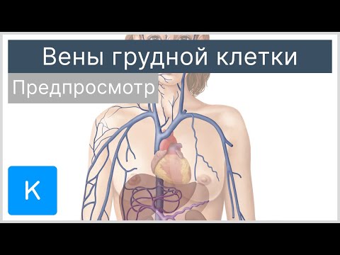 Вены грудной клетки (предпросмотр) - Анатомия человека | Kenhub