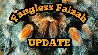 Fangless Faizah Update