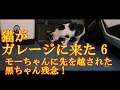猫がガレージに来た ６