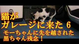 猫がガレージに来た ６