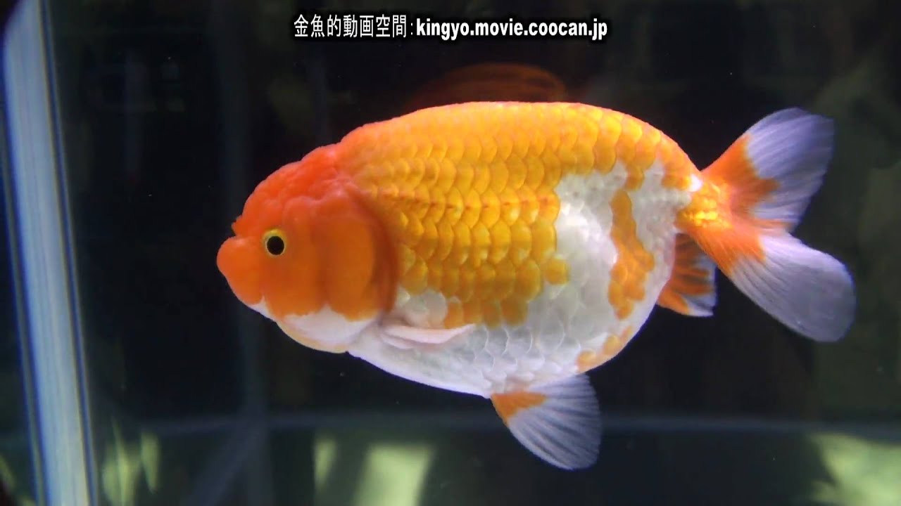 らんちゅう]第28回日本観賞魚フェア 弐歳魚の部 準優勝：齋藤 優氏持魚