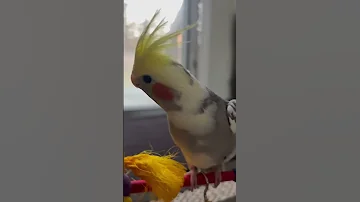 Jingo Takes A Jump For It 