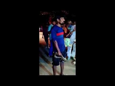 Python causes chaos at Barabanki Railway Station