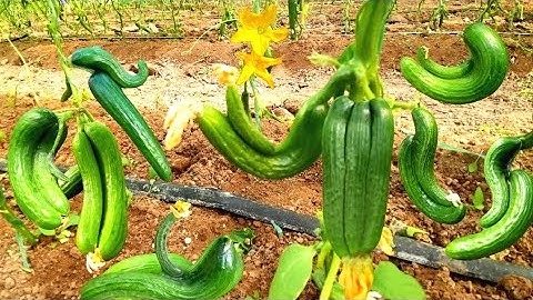 Agriculture | Amazing twin cucumbers | Cucumber plant growing #wow #cute #cucumber