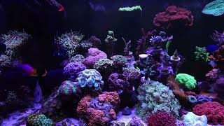 reef misto 200 litros