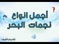 اجــمـــل انــواع نــجــمــات الــبحـــر اجــمـــل انــواع نــجــمــات الــبحـــر