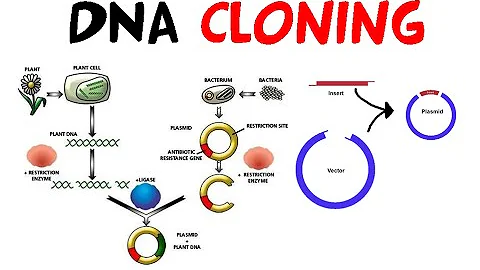 DNA cloning - DayDayNews